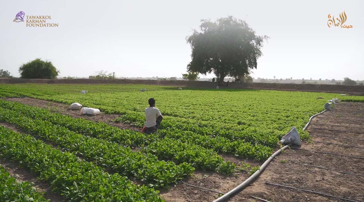 TKF implements farm rehabilitation project in Lahj