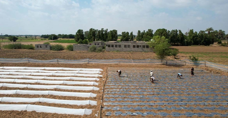 مؤسسة توكل كرمان تعيد الحياة لمزرعة "أم البنات" وتمكّن أسرة ريفية في لحج من استعادة مصدر دخلها