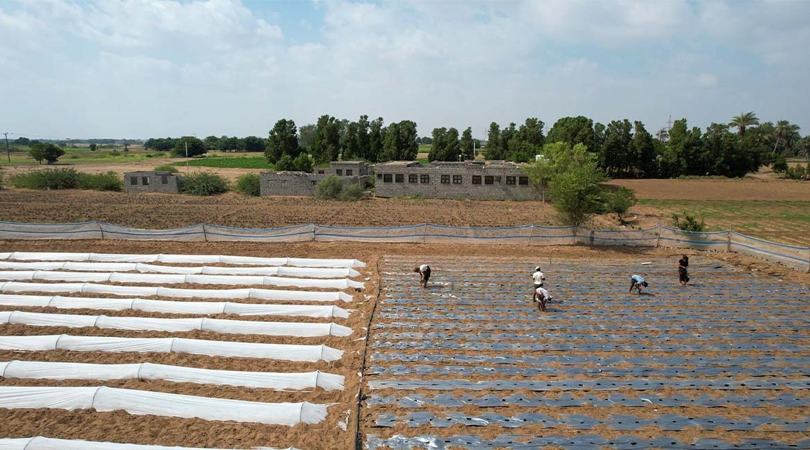 مؤسسة توكل كرمان تعيد الحياة لمزرعة 