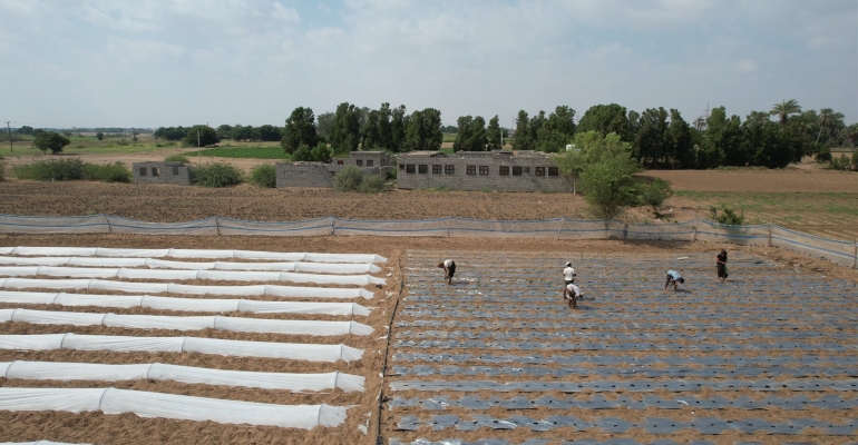 Tawakkol Karman Foundation revives Umm Al-Banat farm, restores livelihood for rural family in Lahj